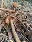Álszömörcsög (Battarrea phalloides), Duna–Tisza köze